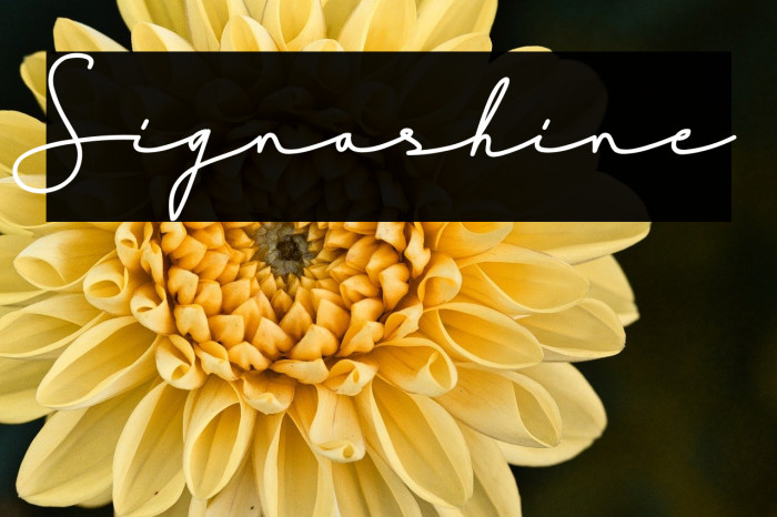 Signashine Example 1