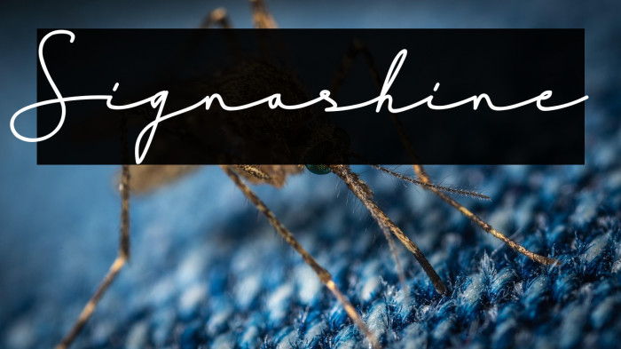 Signashine Example 2