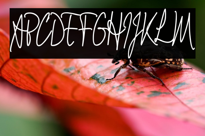 Signathy_Demo Example 1