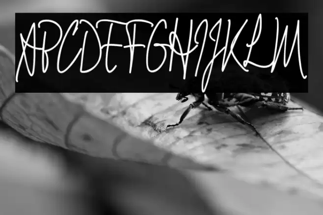 Signathy_Demo Font examples