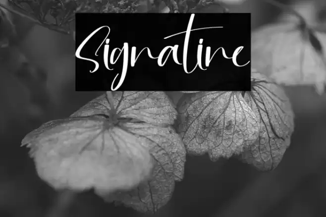Signatine Font examples