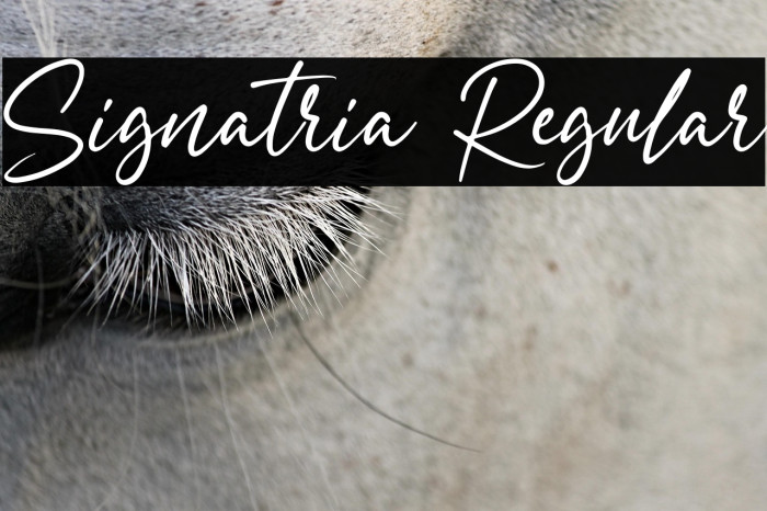 Signatria Regular Example 3