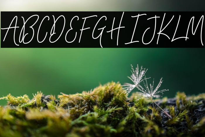 Signatura Monoline Script Regular Example 3