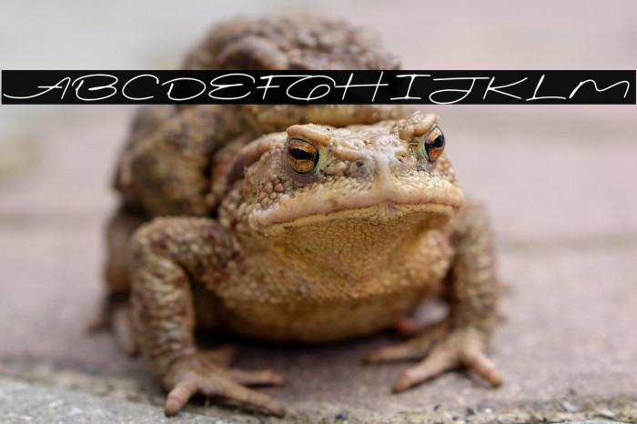 Signatural Demo Regular Example 1