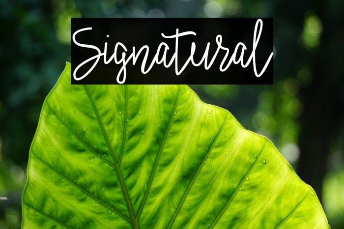 Signatural Font examples