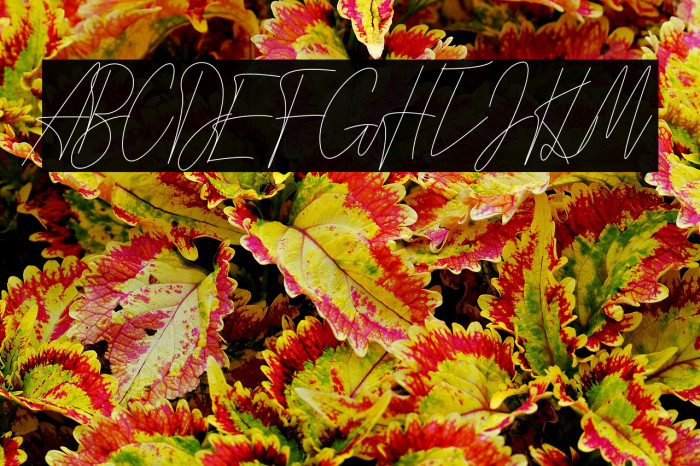 Signature Love Example 1