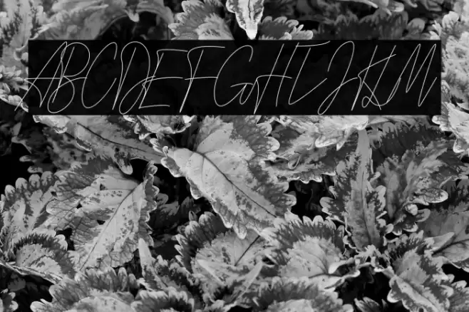 Signature Love Polices examples