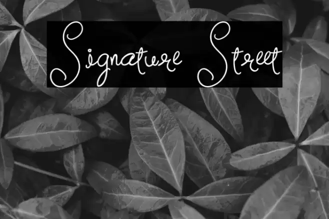 Signature Street Font examples
