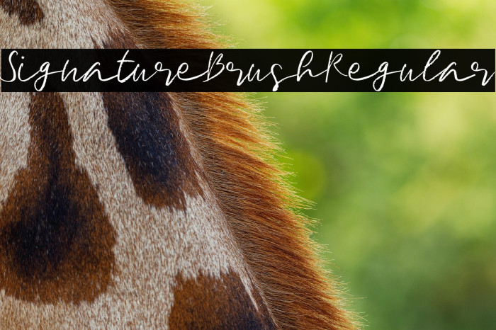 SignatureBrushRegular Example 2