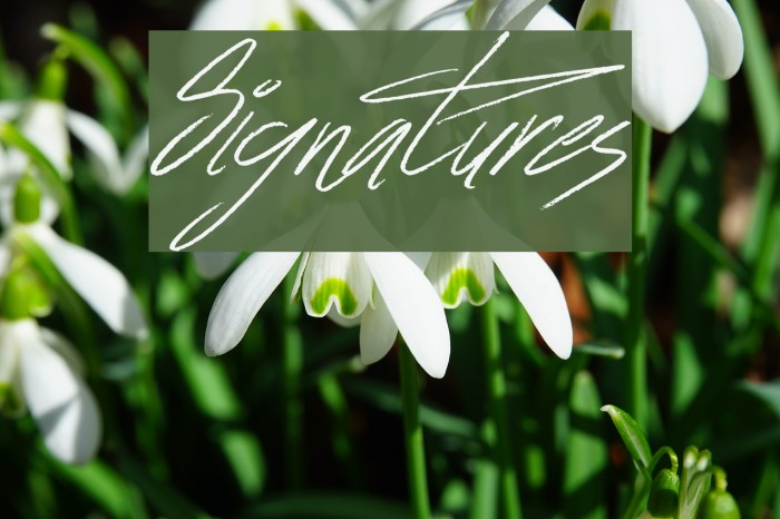 Signatures Font examples