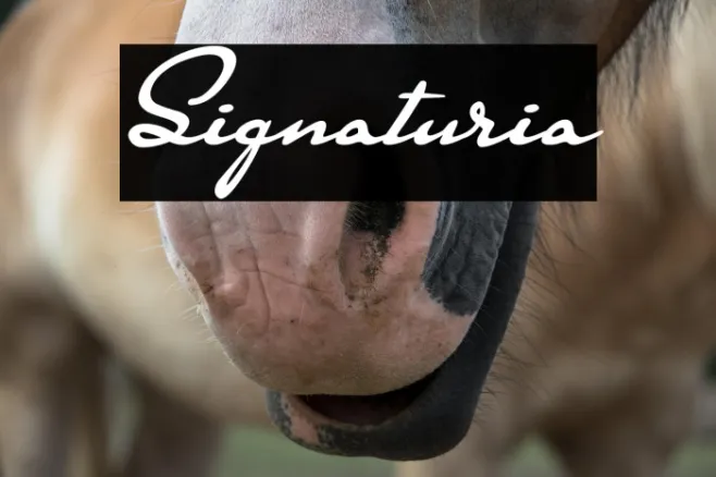 Signaturia Example 2