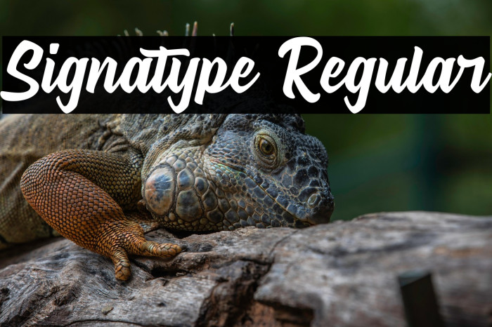 Signatype Regular Example 2