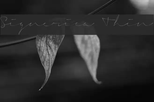 Signerica Thin Font examples