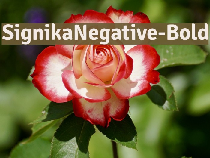 SignikaNegative-Bold Font examples