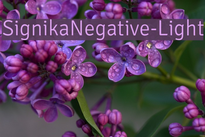 SignikaNegative-Light Font examples