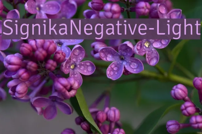 SignikaNegative-Light Example 2