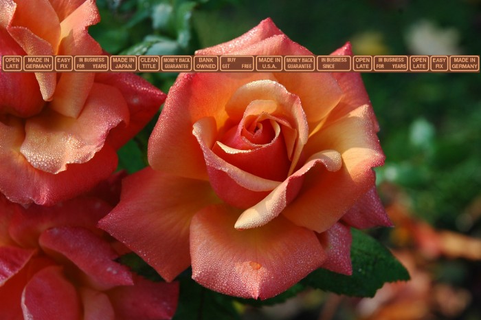 SignsforAdvertising Example 3