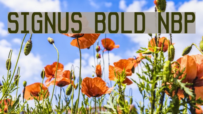 Signus Bold NBP Font examples