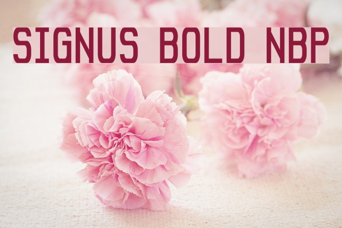 Signus Bold NBP Font examples