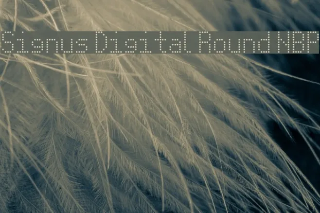 Signus Digital Round NBP Example 3
