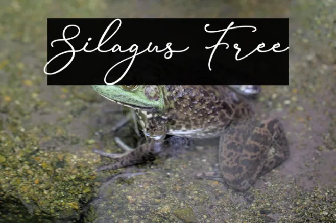 Silagus Free Example 2