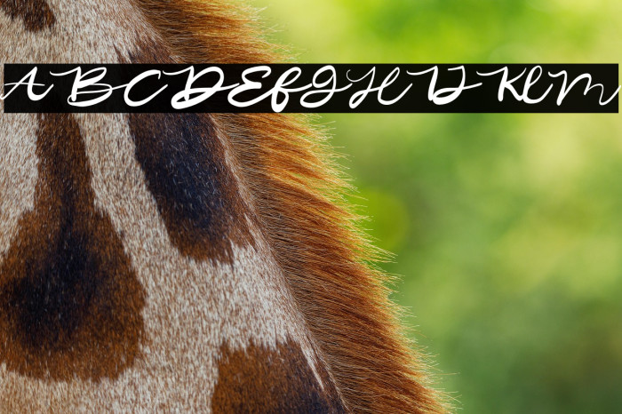 Silaru Squad Example 3