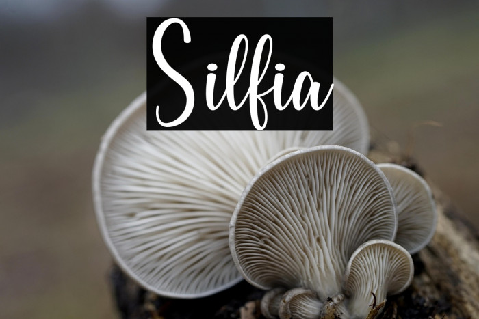 Silfia Example 2