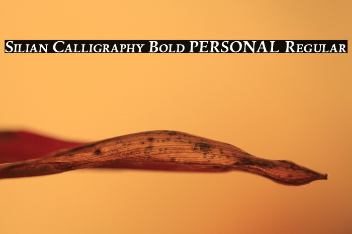 Silian Calligraphy Bold PERSONAL Regular Example 1