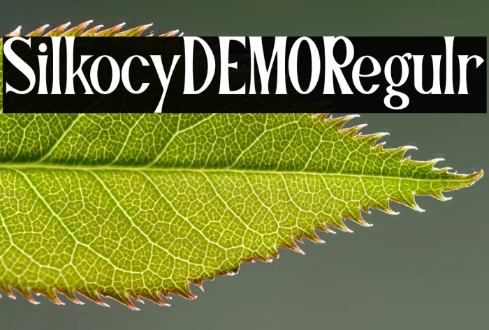 Silkocy DEMO Regular Example 2