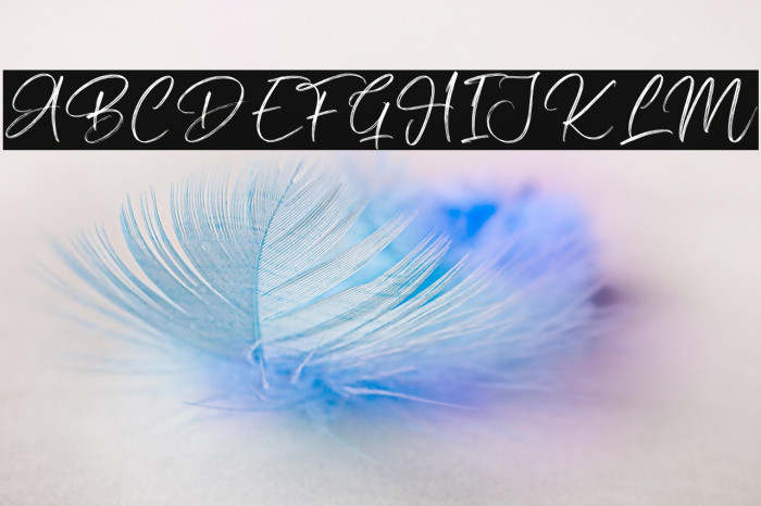 Silly Goose Example 2