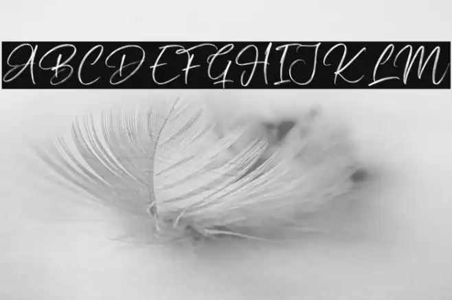 Silly Goose Font examples