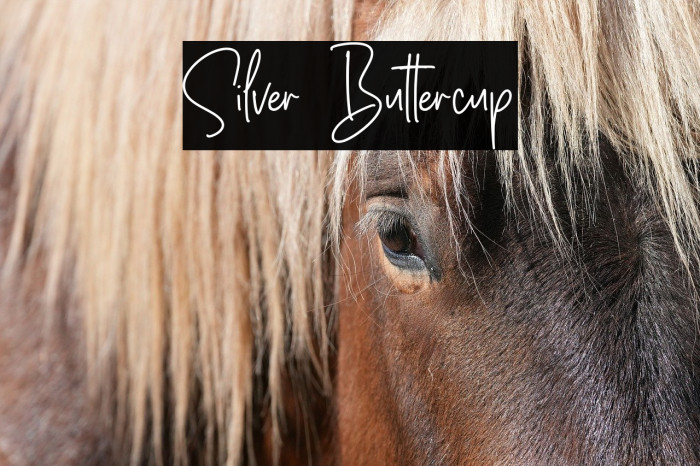 Silver Buttercup Example 3
