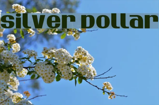 Silver Dollar Example 2
