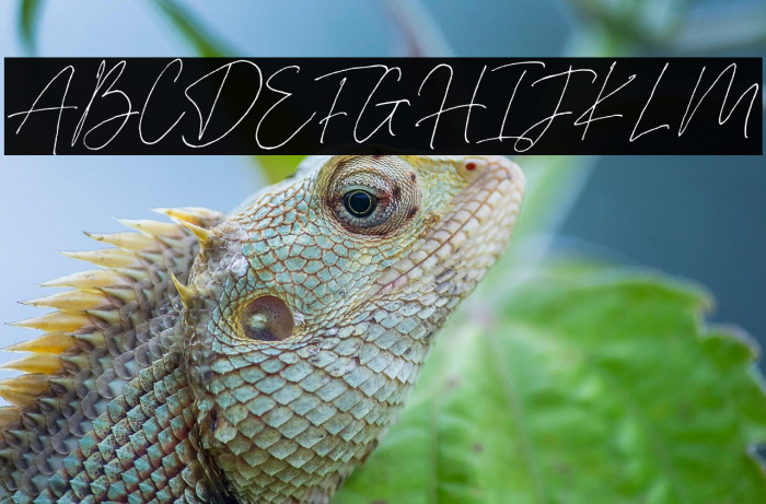 Silver Fields Caratteri examples