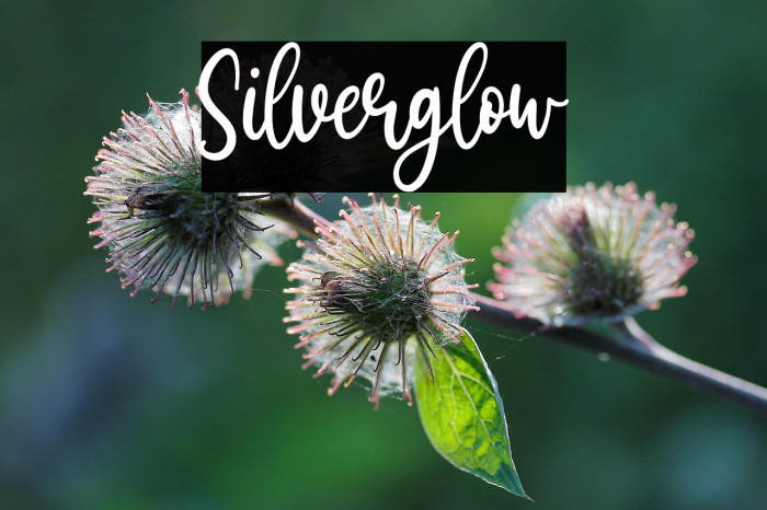 Silverglow Example 1