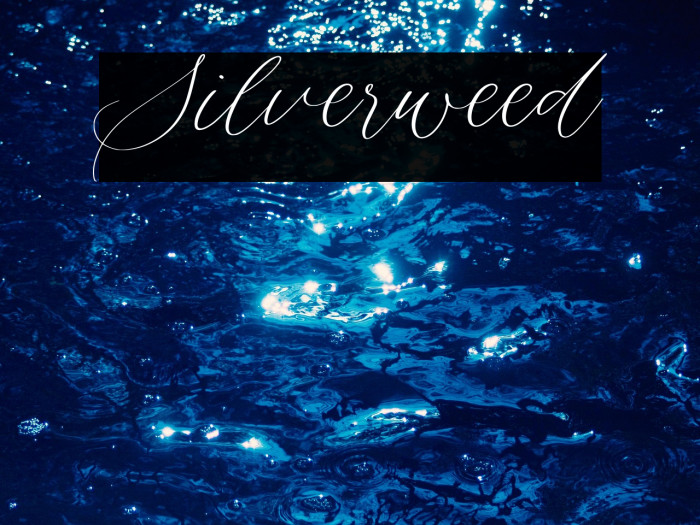 Silverweed Example 2