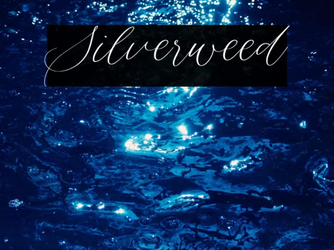 Silverweed Example 2