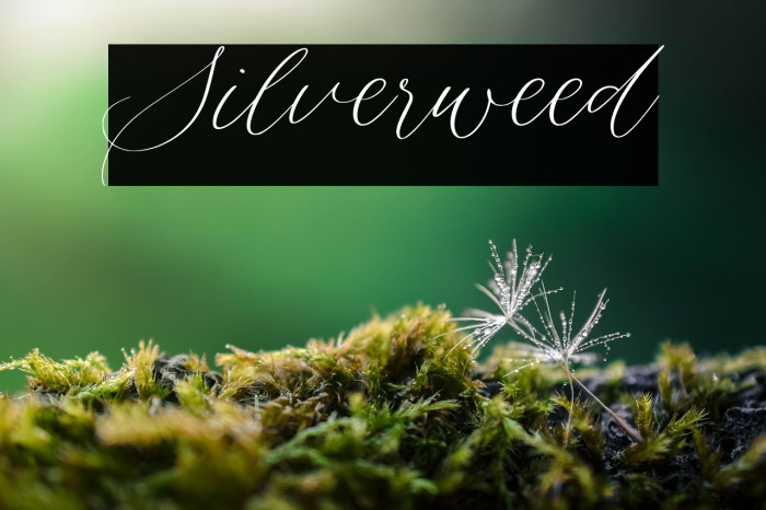 Silverweed Example 3
