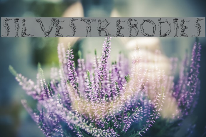 SilvestreBodies Font examples