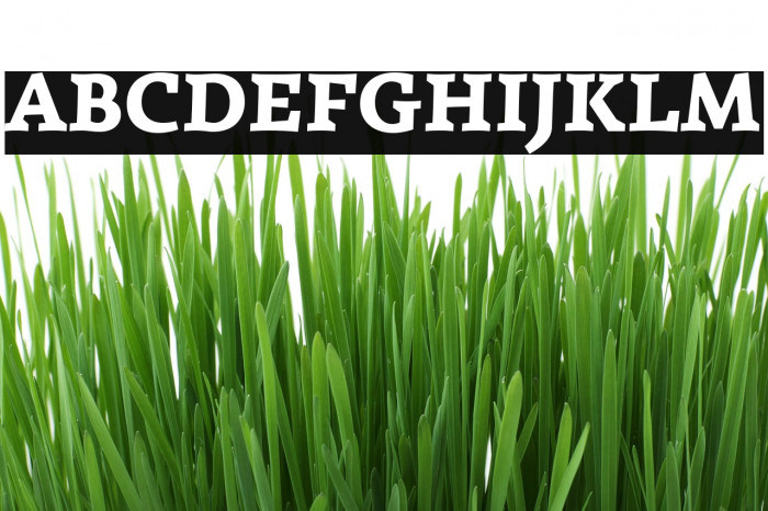 Simonetta Black Italic Font examples