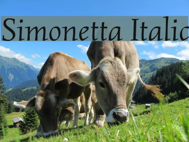 Simonetta Italic Example 1