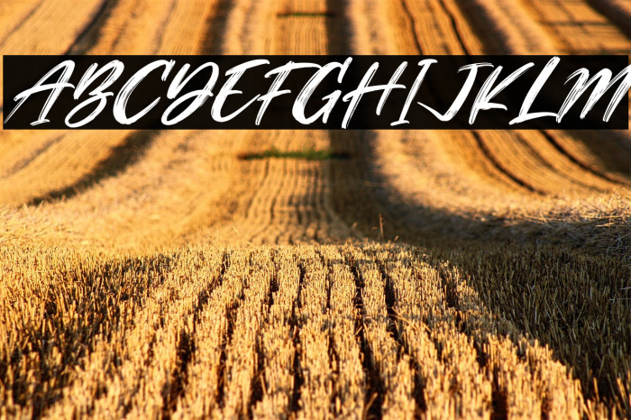 Simphony Brushe Italic Example 3