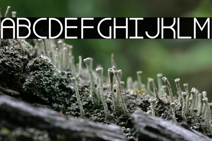 Simple Dandy Example 3