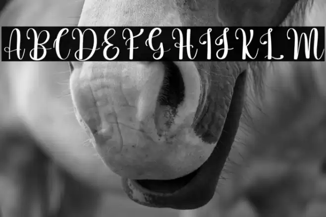 Simple Minimalist خط examples