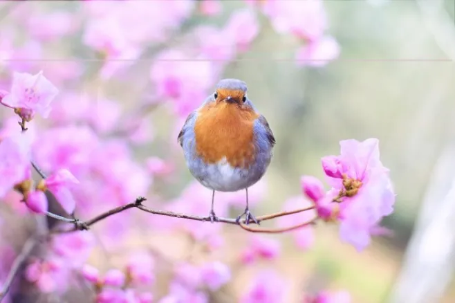 SimplyAdorable Example 3