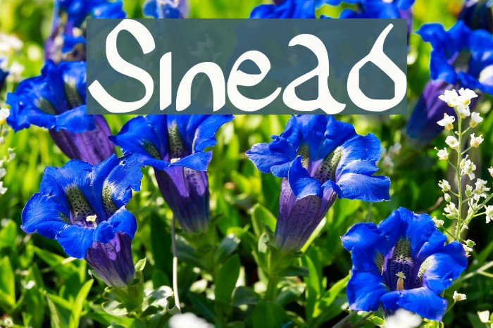 Sinead Font examples
