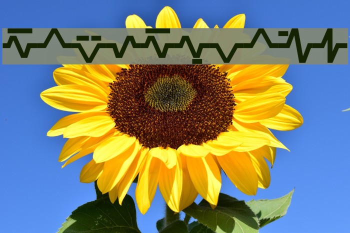 Sinescript Example 3