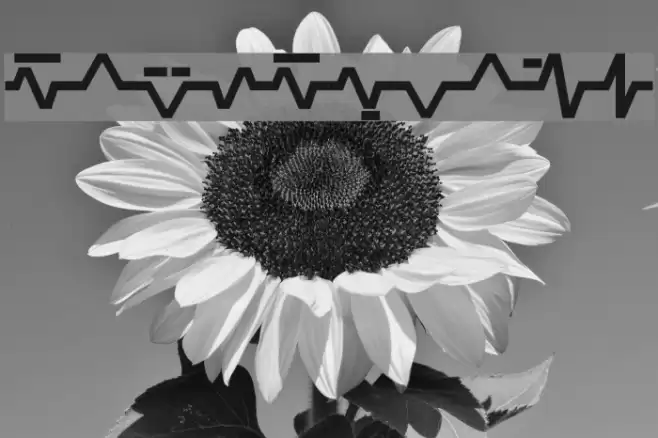 Sinescript Font examples