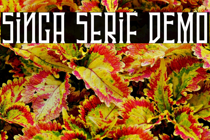 Singa Serif DEMO Example 1