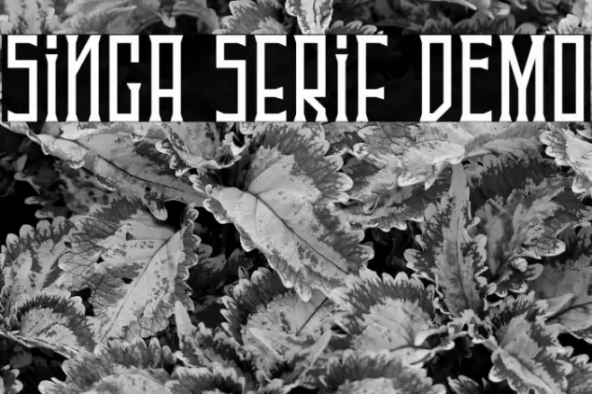 Singa Serif DEMO Font examples